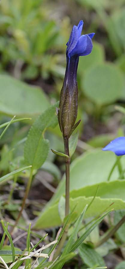 Dal passo Valles, Gentiana cfr. verna